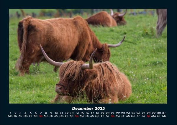 Produktbild: Kuhkalender 2025 Fotokalender DIN A4