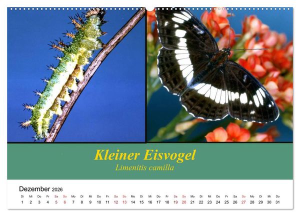 Produktbild: Zwei Leben, Raupe und Schmetterling (Wandkalender 2026 DIN A2 quer), CALVENDO Monatskalender