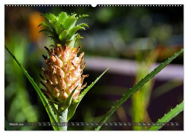 Produktbild: Amazing Costa Rica (High Quality Premium Wall Calendar 2026 DIN A2 landscape),CALVENDO 12 Month Wall Calendar