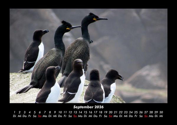 Produktbild: Der Tierkalender 2026 Fotokalender DIN A3