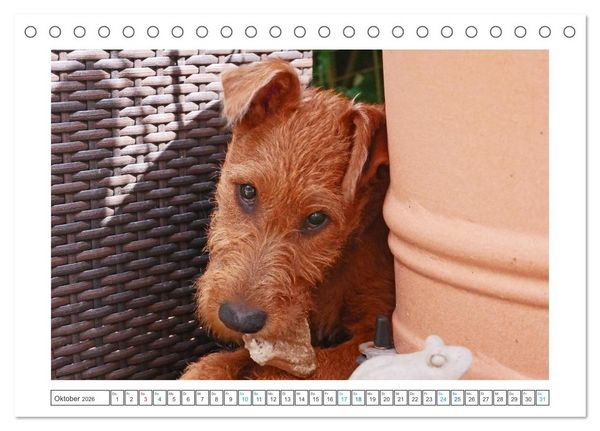Produktbild: Chiara, ein junger Irish Terrier (Tischkalender 2026 DIN A5 quer), CALVENDO Monatskalender