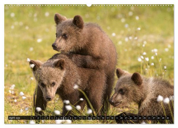 Produktbild: Braunb&auml;ren in Europa (hochwertiger Premium Wandkalender 2026 DIN A2 quer), Kunstdruck in Hochglanz