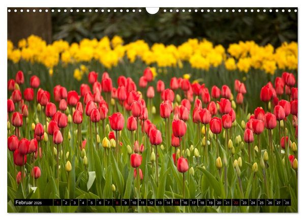 Produktbild: Tulpen (Wandkalender 2026 DIN A3 quer), CALVENDO Monatskalender