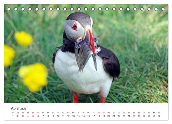 Produktbild: Papageitaucher - Clowns der nordischen Vogelwelt (Tischkalender 2026 DIN A5 quer), CALVENDO Monatskalender