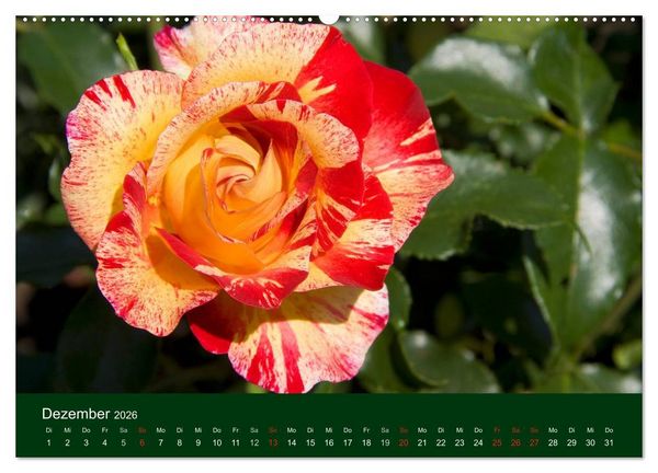 Produktbild: Blumen und Bl&uuml;ten (hochwertiger Premium Wandkalender 2026 DIN A2 quer), Kunstdruck in Hochglanz