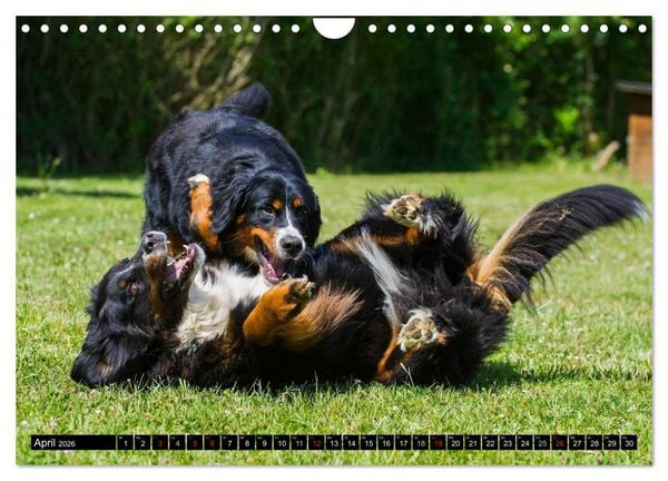 Produktbild: Berner Sennenhunde in Action (Wandkalender 2026 DIN A4 quer), CALVENDO Monatskalender
