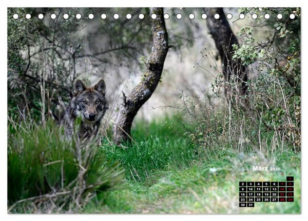 Produktbild: Willkommen Wolf (Tischkalender 2026 DIN A5 quer), CALVENDO Monatskalender