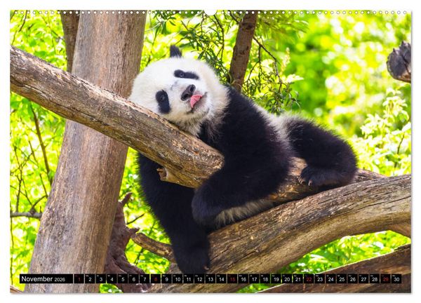 Produktbild: Pandab&auml;r Babys (hochwertiger Premium Wandkalender 2026 DIN A2 quer), Kunstdruck in Hochglanz