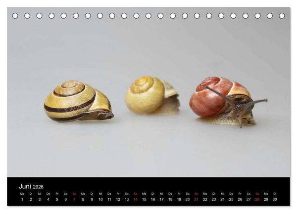 Produktbild: Lautlose Begleiter - Schnecken (Tischkalender 2026 DIN A5 quer), CALVENDO Monatskalender