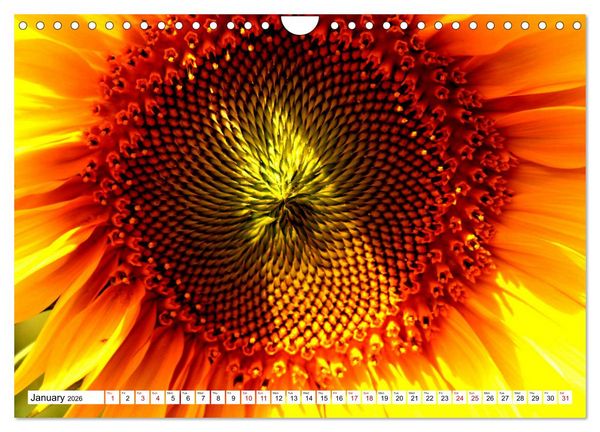 Produktbild: Fascinating colours of flowers (Wall Calendar 2026 DIN A4 landscape), CALVENDO 12 Month Wall Calendar