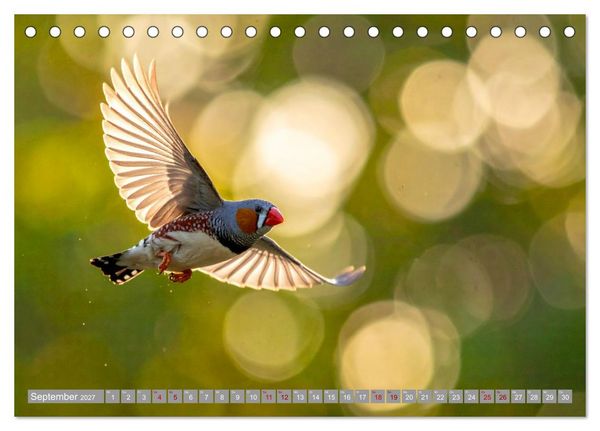 Produktbild: Zebrafinken Abenteuer (Tischkalender 2027 DIN A5 quer), CALVENDO Monatskalender