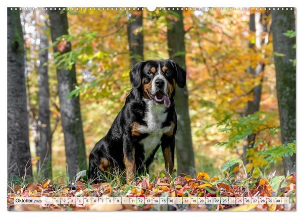 Produktbild: Entlebucher - Temperamentvolle Schweizer Sennenhunde (hochwertiger Premium Wandkalender 2026 DIN A2 quer), Kunstdruck in Hochglanz