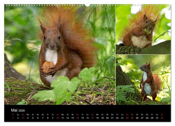 Produktbild: Wilde Eichh&ouml;rnchenwelt! (Wandkalender 2026 DIN A2 quer), CALVENDO Monatskalender