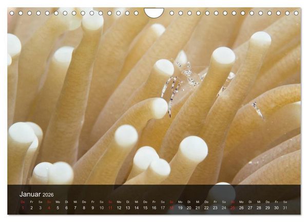 Produktbild: Unterwasser Strukuren (Wandkalender 2026 DIN A4 quer), CALVENDO Monatskalender