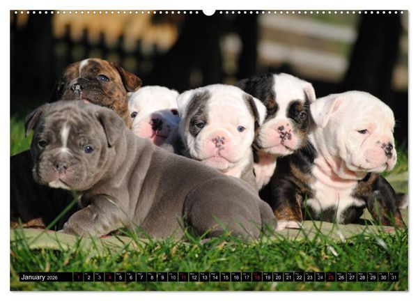 Produktbild: Bulldogs - Old English Bulldog Puppies (High Quality Premium Wall Calendar 2026 DIN A2 landscape),CALVENDO 12 Month Wall Calendar