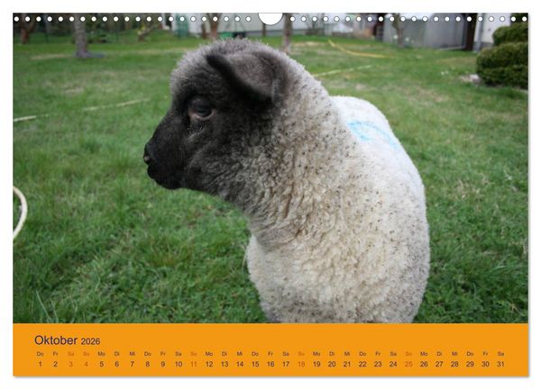 Produktbild: Shropshire Schafe (Wandkalender 2026 DIN A3 quer), CALVENDO Monatskalender