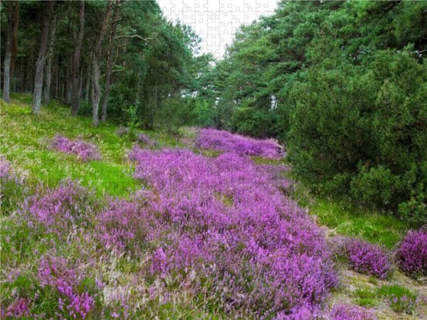 Produktbild: CALVENDO Puzzle Heidelandschaft in D&auml;nemark | 1000 Teile Lege-Gr&ouml;&szlig;e 64x48cm Foto-Puzzle f&uuml;r gl&uuml;ckliche Stunden