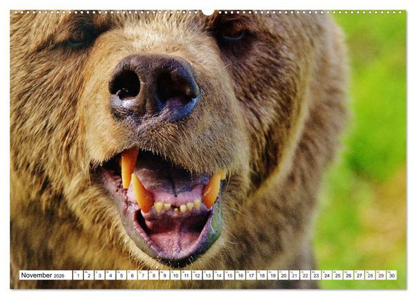 Produktbild: Lustige Tier-Selfies. Tierische Selbstportraits (Wandkalender 2026 DIN A2 quer), CALVENDO Monatskalender