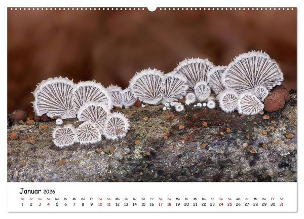 Produktbild: Pilzgalerie - Die bunte Welt der Baumpilze (Wandkalender 2026 DIN A2 quer), CALVENDO Monatskalender