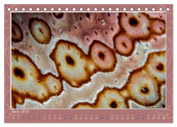 Produktbild: Unterwasser Kunstwerke (Tischkalender 2026 DIN A5 quer), CALVENDO Monatskalender
