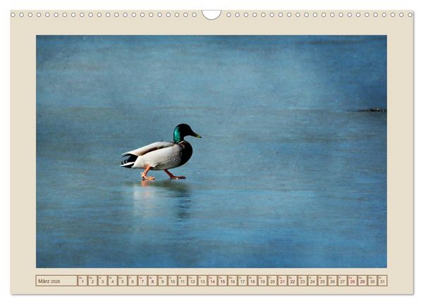 Produktbild: V&ouml;gel am Chemnitzer Schlossteich (Wandkalender 2026 DIN A3 quer), CALVENDO Monatskalender
