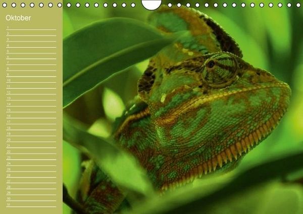 Produktbild: Drachen / Geburtstagskalender (Wandkalender immerw&auml;hrend DIN A4 quer)