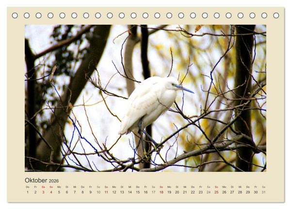 Produktbild: Tiere im Wald. Bezaubernde Begegnungen (Tischkalender 2026 DIN A5 quer), CALVENDO Monatskalender