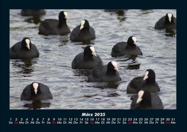Produktbild: Vogelparadies 2025 Fotokalender DIN A4