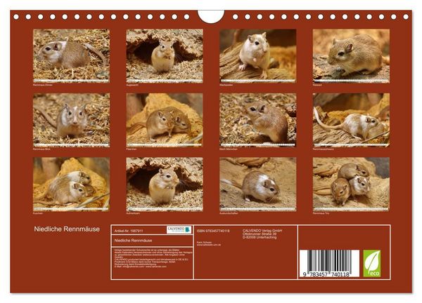 Produktbild: Niedliche Rennm&auml;use (Wandkalender 2026 DIN A4 quer), CALVENDO Monatskalender