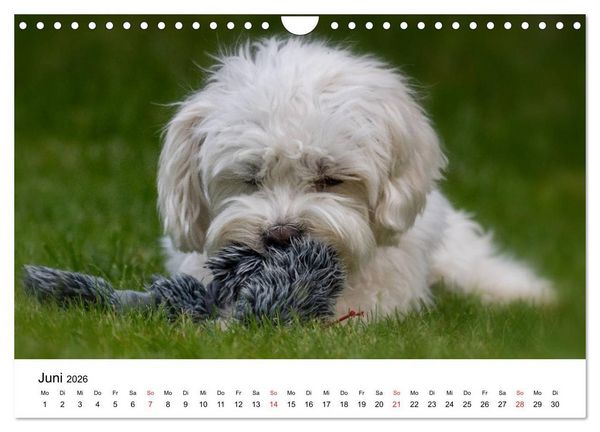 Produktbild: Moritz, der freche Malteser (Wandkalender 2026 DIN A4 quer), CALVENDO Monatskalender