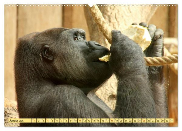 Produktbild: Ganz sch&ouml;n affig - Der Kalender der Affen (Wandkalender 2026 DIN A2 quer), CALVENDO Monatskalender