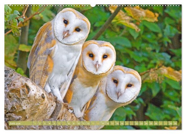 Produktbild: Wald-Kindergarten: Tierkinder im Wald (hochwertiger Premium Wandkalender 2026 DIN A2 quer), Kunstdruck in Hochglanz
