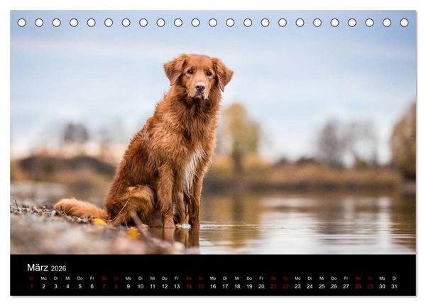 Produktbild: Toller - Nova Scotia Duck Tolling Retriever (Tischkalender 2026 DIN A5 quer), CALVENDO Monatskalender