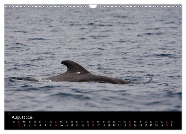 Produktbild: Wale (Wandkalender 2026 DIN A3 quer), CALVENDO Monatskalender