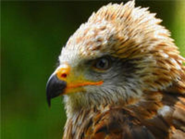 CALVENDO Puzzle Steinadler 1000 Teile Lege-Größe 640 x 480 cm Foto-Puzzle Bild von Dagmar Kolatschke