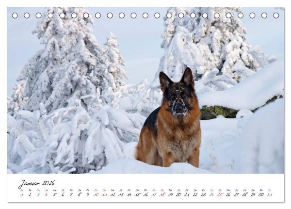 Produktbild: Deutscher Sch&auml;ferhund / CH-Version (Tischkalender 2026 DIN A5 quer), CALVENDO Monatskalender