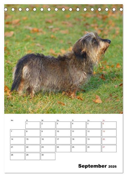 Produktbild: Liebenswerte Zwergrauhaardackel (Tischkalender 2026 DIN A5 hoch), CALVENDO Monatskalender