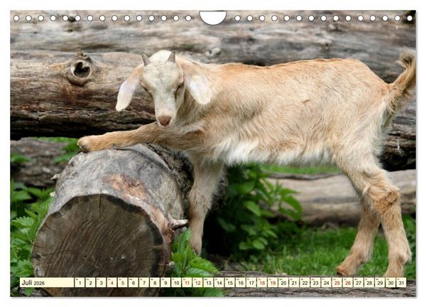Produktbild: Ziegen - Die Stars aus dem Streichelzoo (Wandkalender 2026 DIN A4 quer), CALVENDO Monatskalender