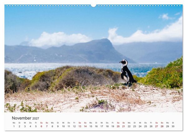 Produktbild: Pinguine - Die sympathischen Frack-Tr&auml;ger (Wandkalender 2027 DIN A2 quer), CALVENDO Monatskalender