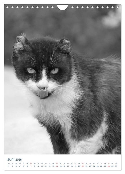 Produktbild: Wilde Katzen - Korsikas Samtpfoten (Wandkalender 2026 DIN A4 hoch), CALVENDO Monatskalender