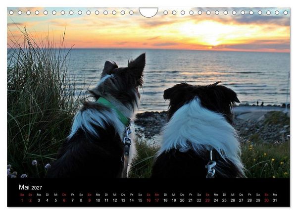 Produktbild: Border Collies machen Urlaub in D&auml;nemark (Wandkalender 2027 DIN A4 quer), CALVENDO Monatskalender