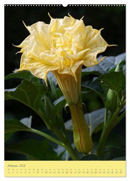 Produktbild: Brugmansia & Datura - Exotische Sch&ouml;nheiten (hochwertiger Premium Wandkalender 2026 DIN A2 hoch), Kunstdruck in Hochglanz