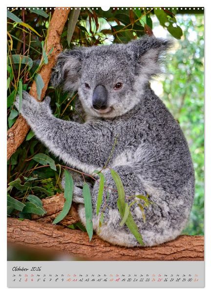 Produktbild: Koala, kleiner B&auml;r (Wandkalender 2026 DIN A2 hoch), CALVENDO Monatskalender