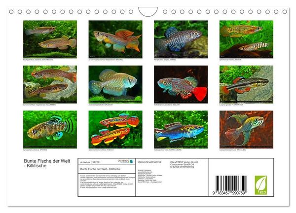 Produktbild: Bunte Fische der Welt - Killifische (Wandkalender 2026 DIN A4 quer), CALVENDO Monatskalender