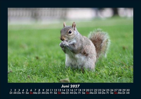 Produktbild: Waldbewohner 2027 Fotokalender DIN A5