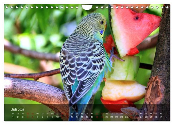 Produktbild: Wellensittiche - gesellige Freunde (Wandkalender 2026 DIN A4 quer), CALVENDO Monatskalender