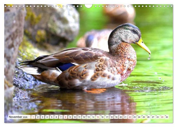 Produktbild: Enten. Bezaubernde und beliebte Schwimmer (Wandkalender 2026 DIN A3 quer), CALVENDO Monatskalender