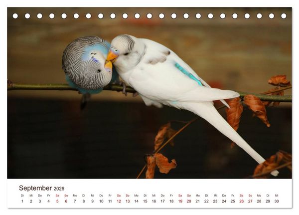 Produktbild: Wellensittiche - der NEUE Kalender (Tischkalender 2026 DIN A5 quer), CALVENDO Monatskalender