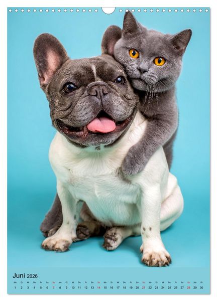 Produktbild: Freundschaftskalender - Katzen und Hunde, beste Freunde in Umarmung (Wandkalender 2026 DIN A3 hoch), CALVENDO Monatskalender