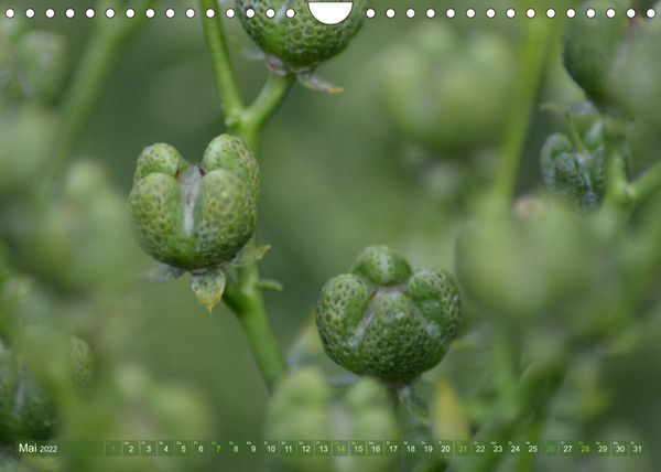 Produktbild: Alle Farben Gr&uuml;n (Wandkalender 2022 DIN A4 quer)